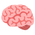 brain