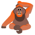 orangutan