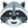 raccoon